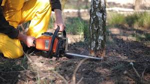 Tree and Shrub Care in Columbia Heights, MN